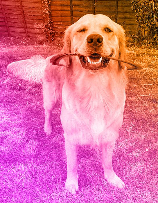 Golden Kobe